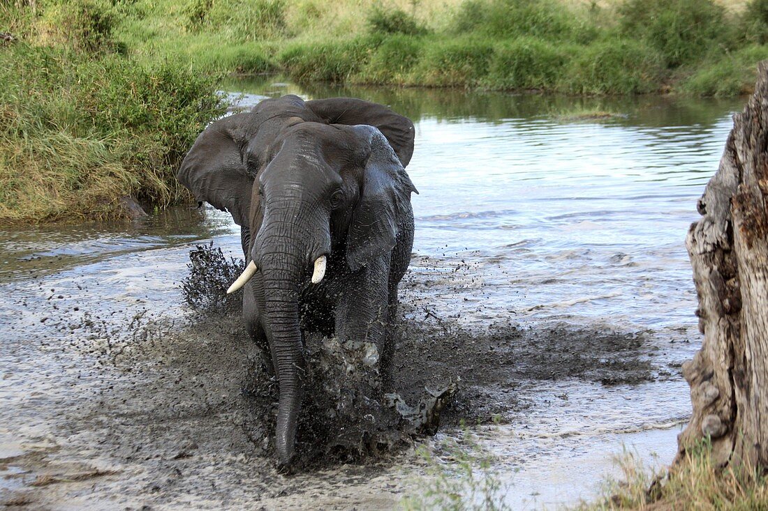 African Bush Elephant crosses a river