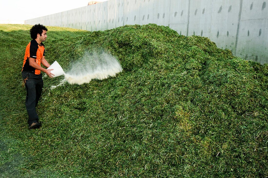 Silage fermentation