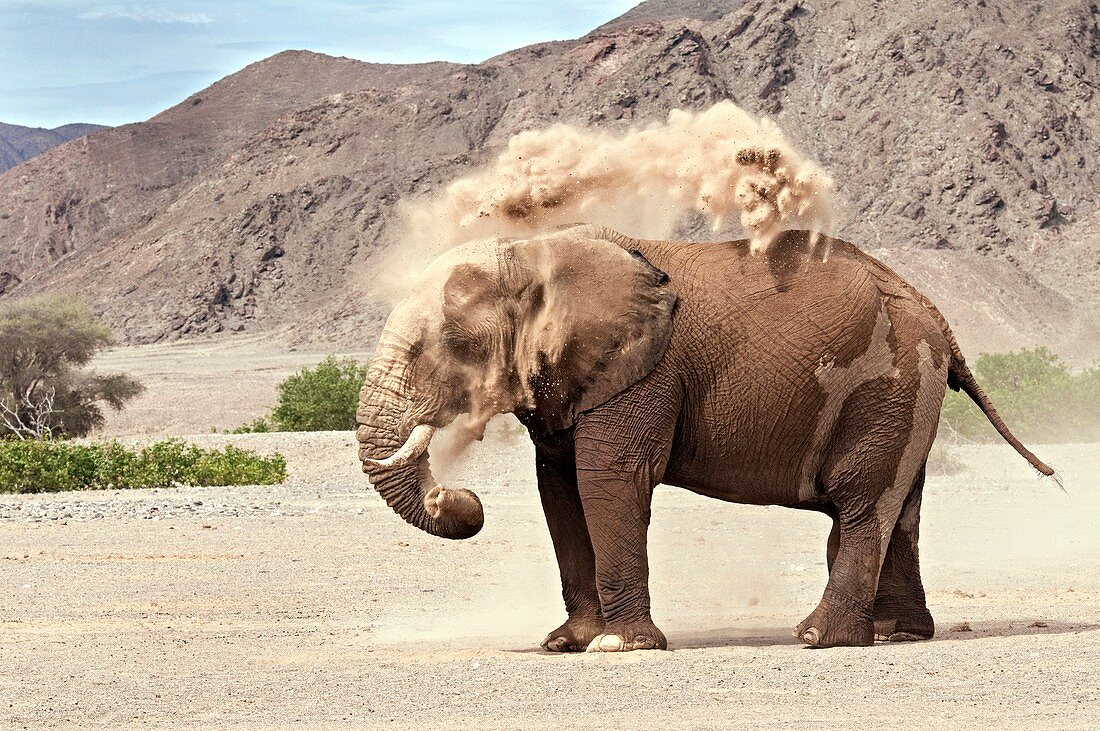 Desert-adapted elephant