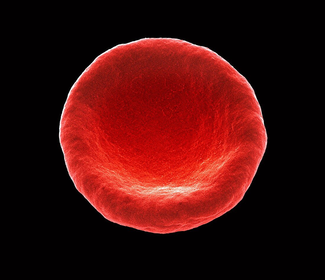 Red blood cell,SEM