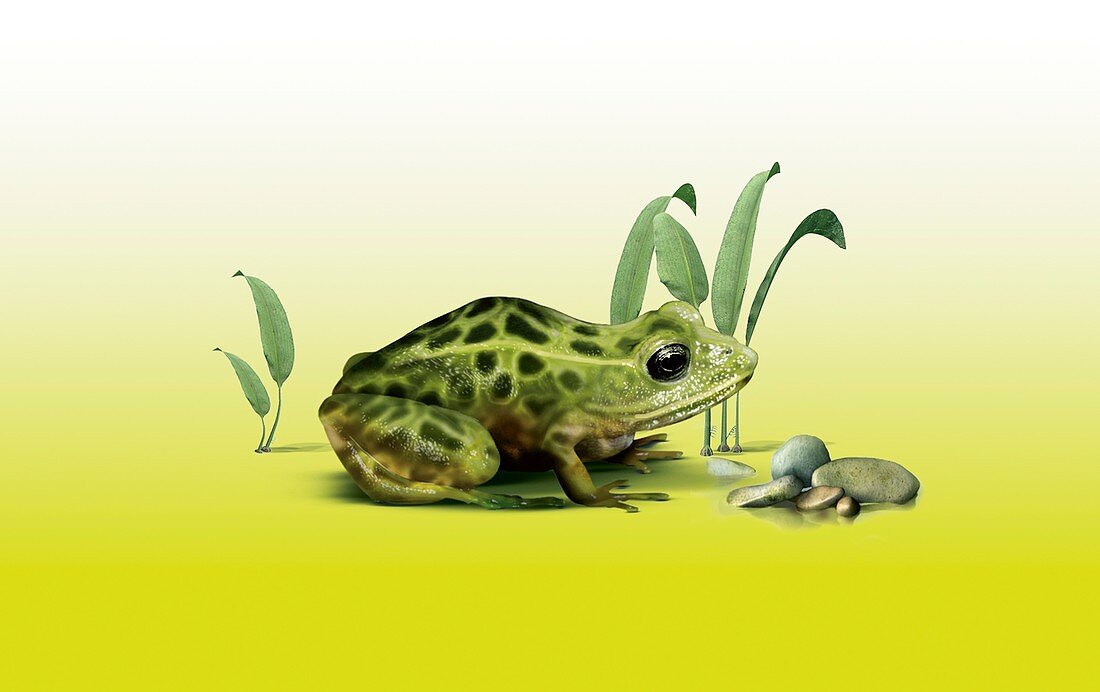 Vegas Valley leopard frog,artwork