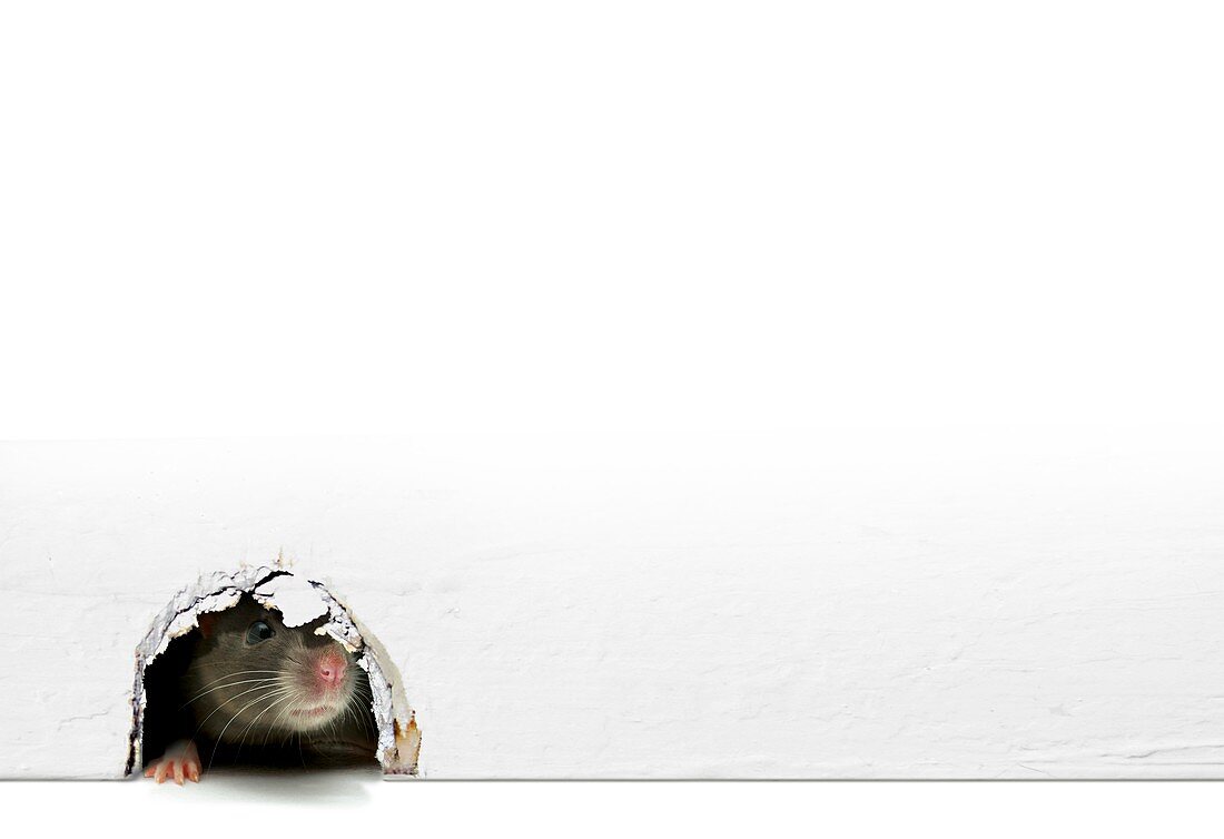 Household rat,artwork