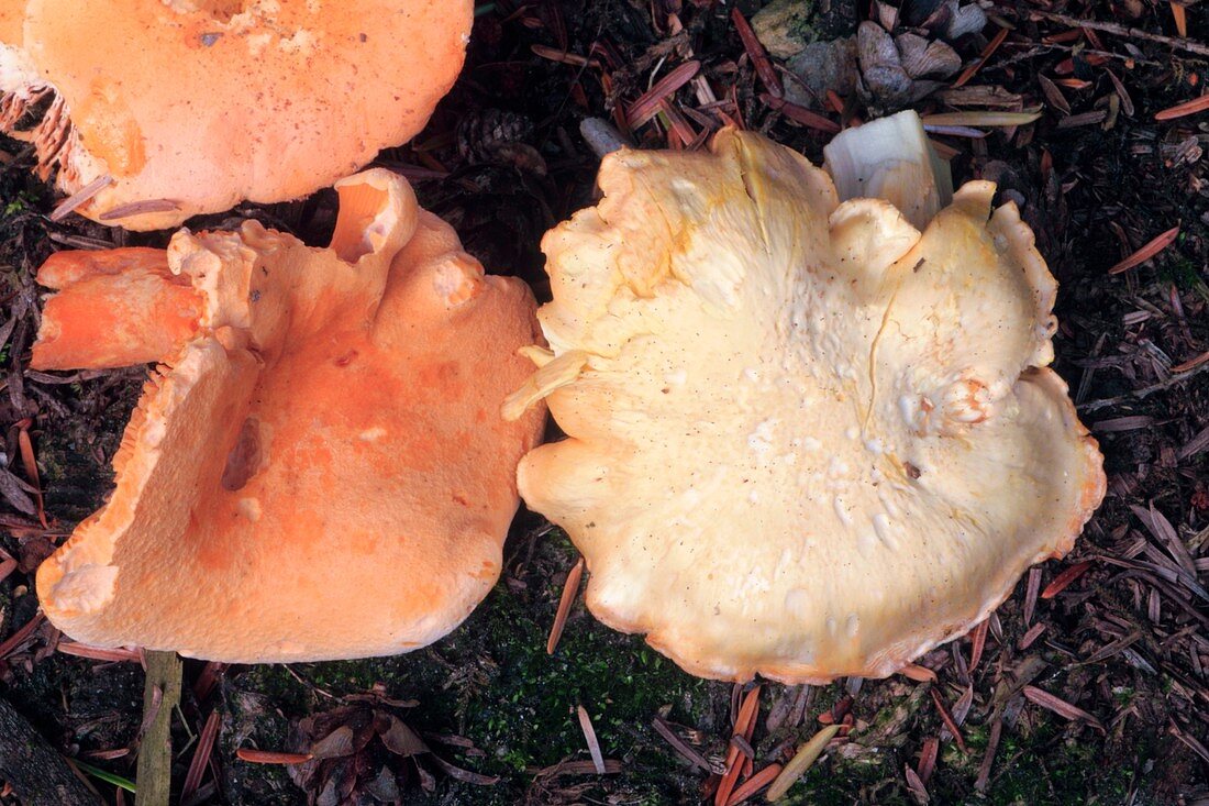 False and real chanterelle mushrooms