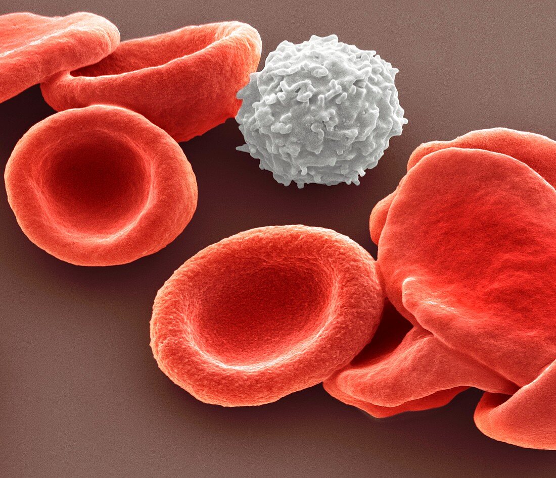 Blood cells