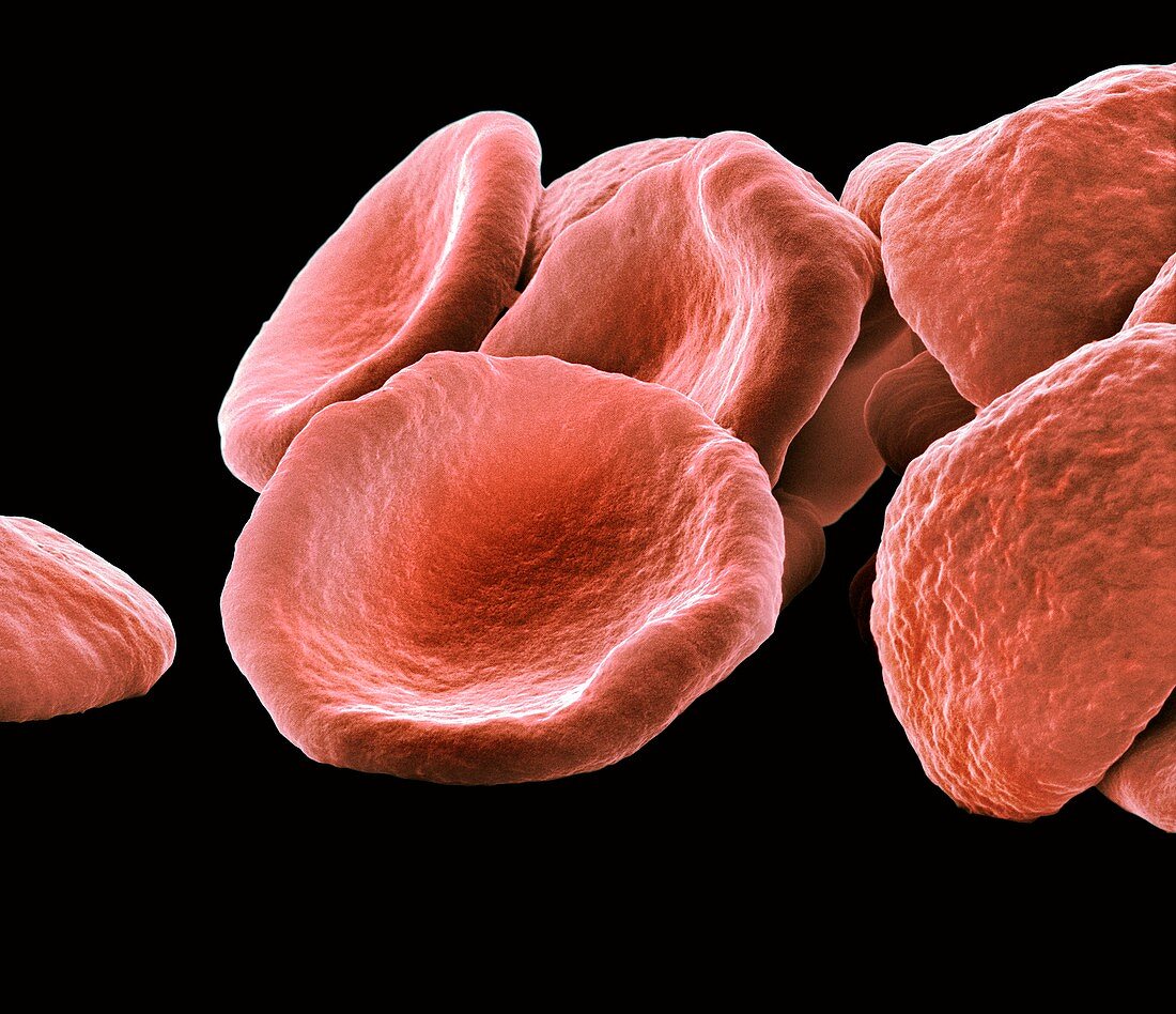 Red blood cells,SEM