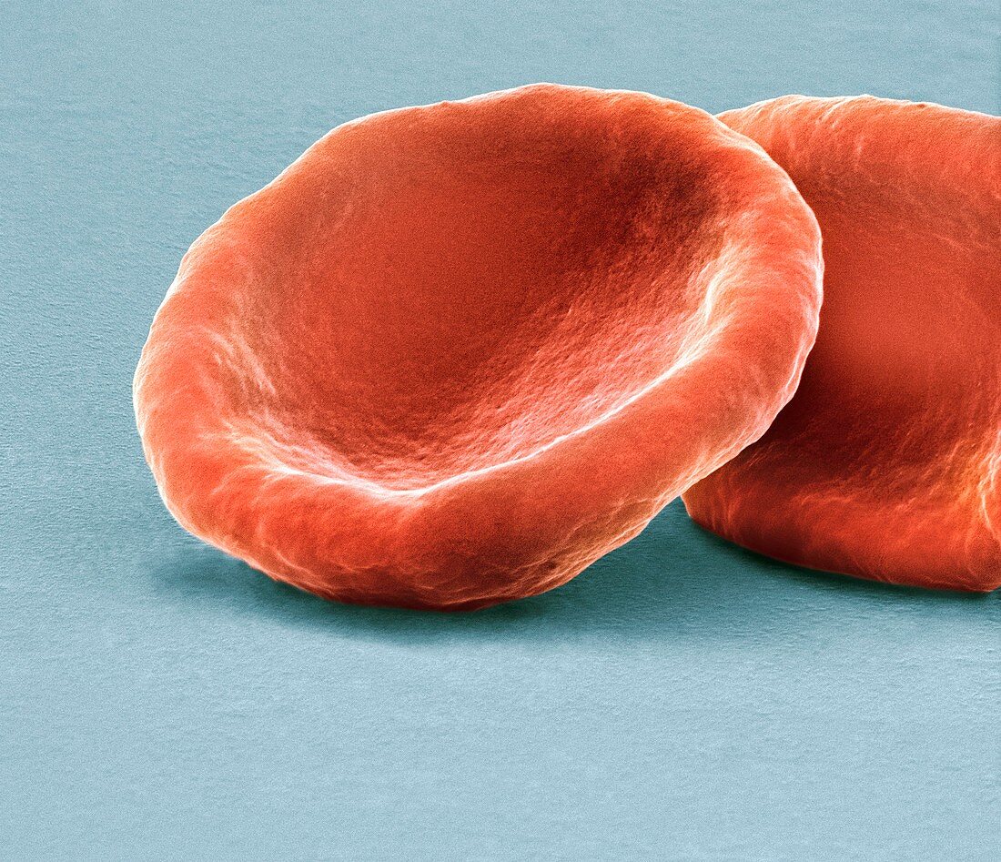 Red blood cells,SEM