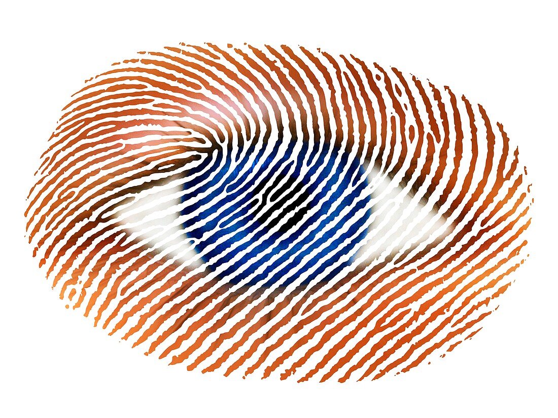 Biometric identification conceptual image