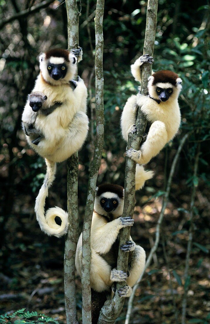 Verreaux's sifaka lemurs