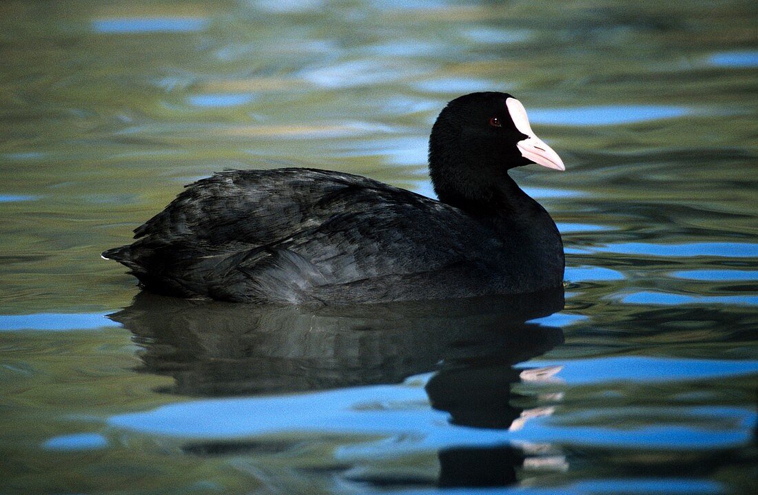 Coot in water