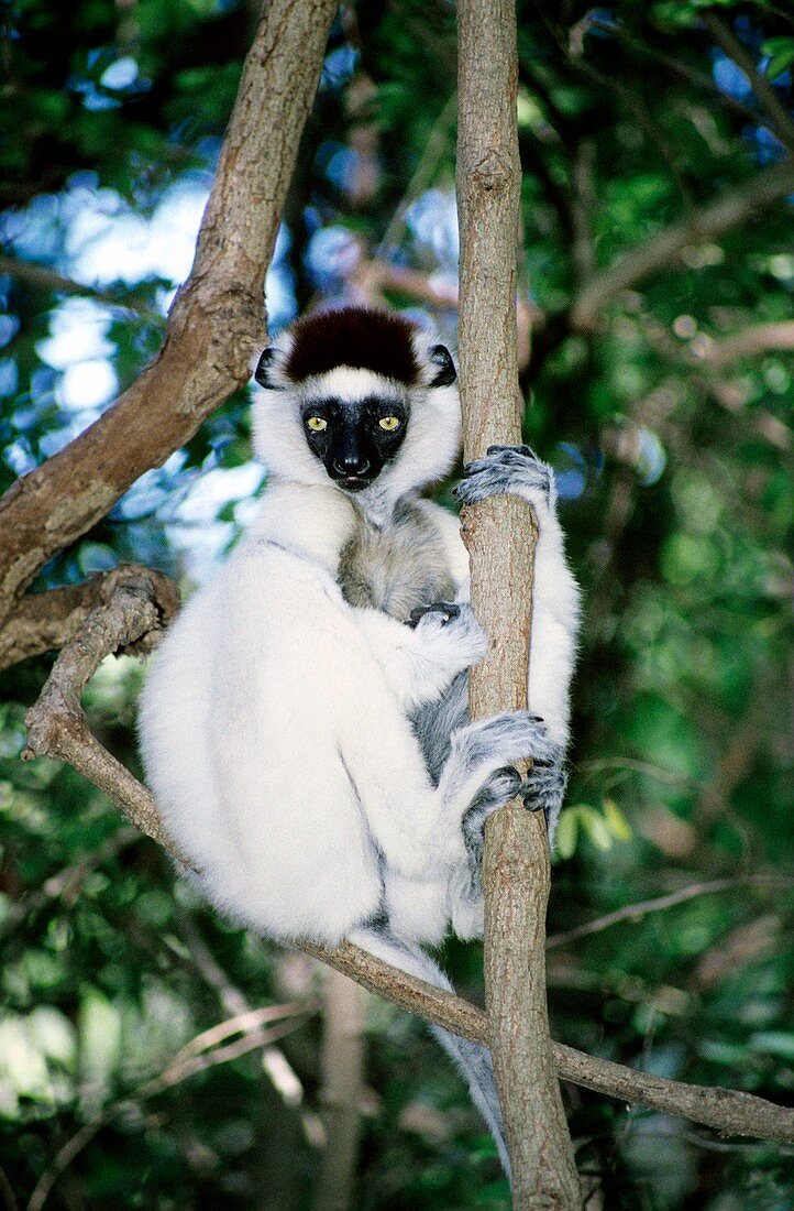 Verreaux's sifaka lemur