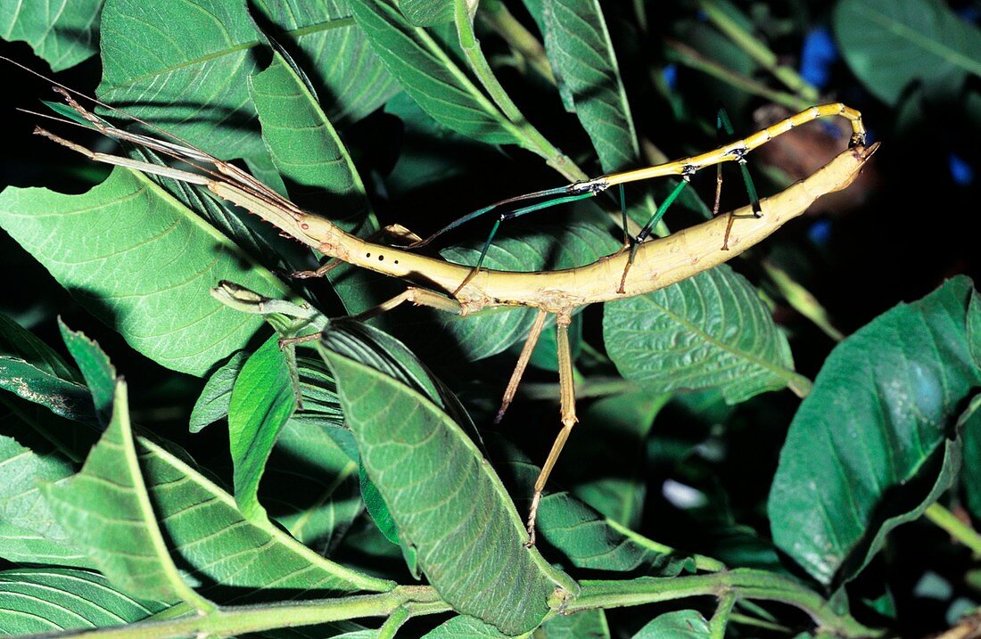 Stick insects mating