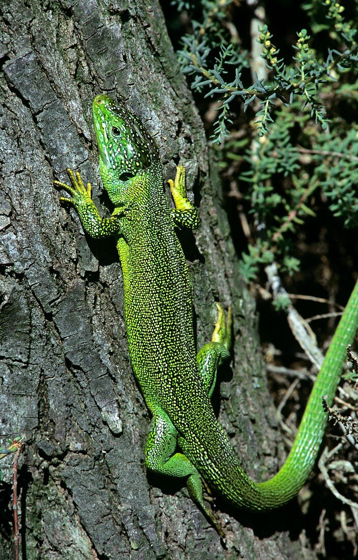 Green lizard on a tree trunk