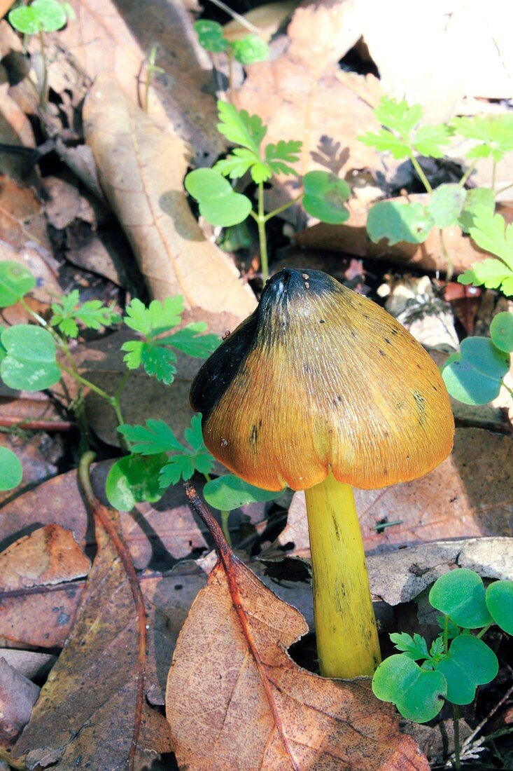Witch's hat (Hygrocybe conica)