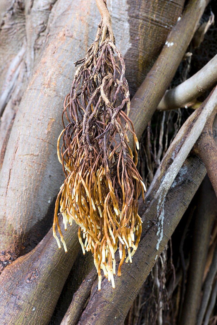 Moreton Bay fig (Ficus macrophylla) roots