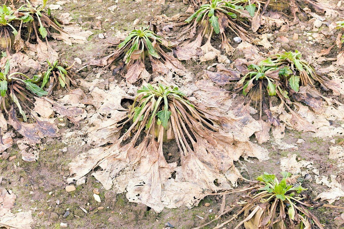 Frost-damaged sugar beet crop