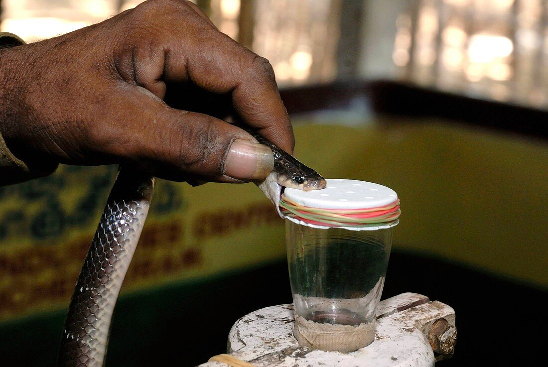 Collecting snake venom,India