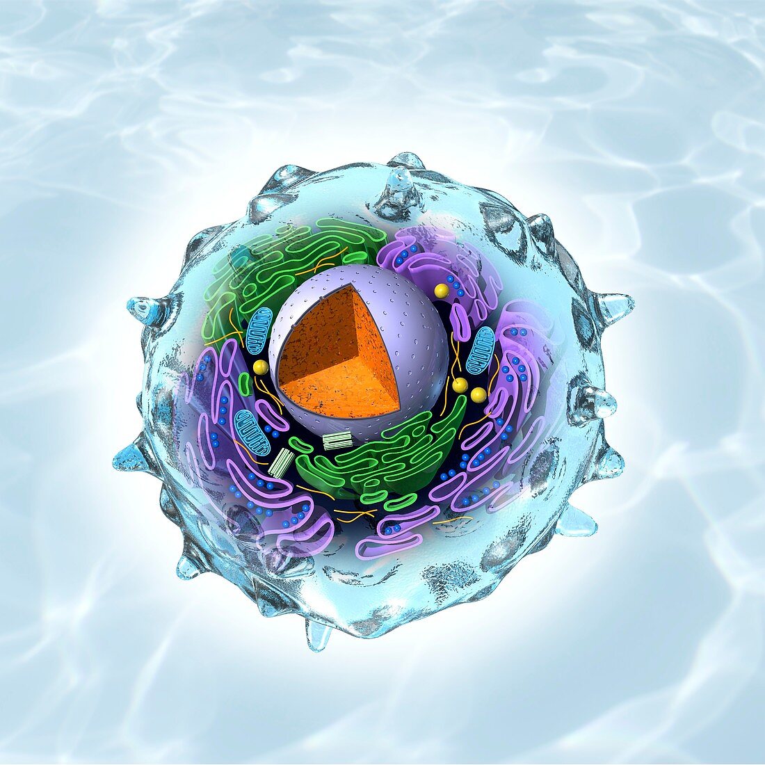 Animal cell structure,artwork
