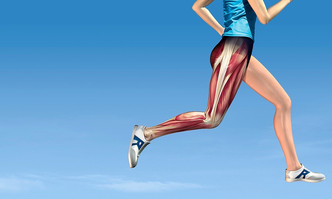 Leg muscles in running,artwork