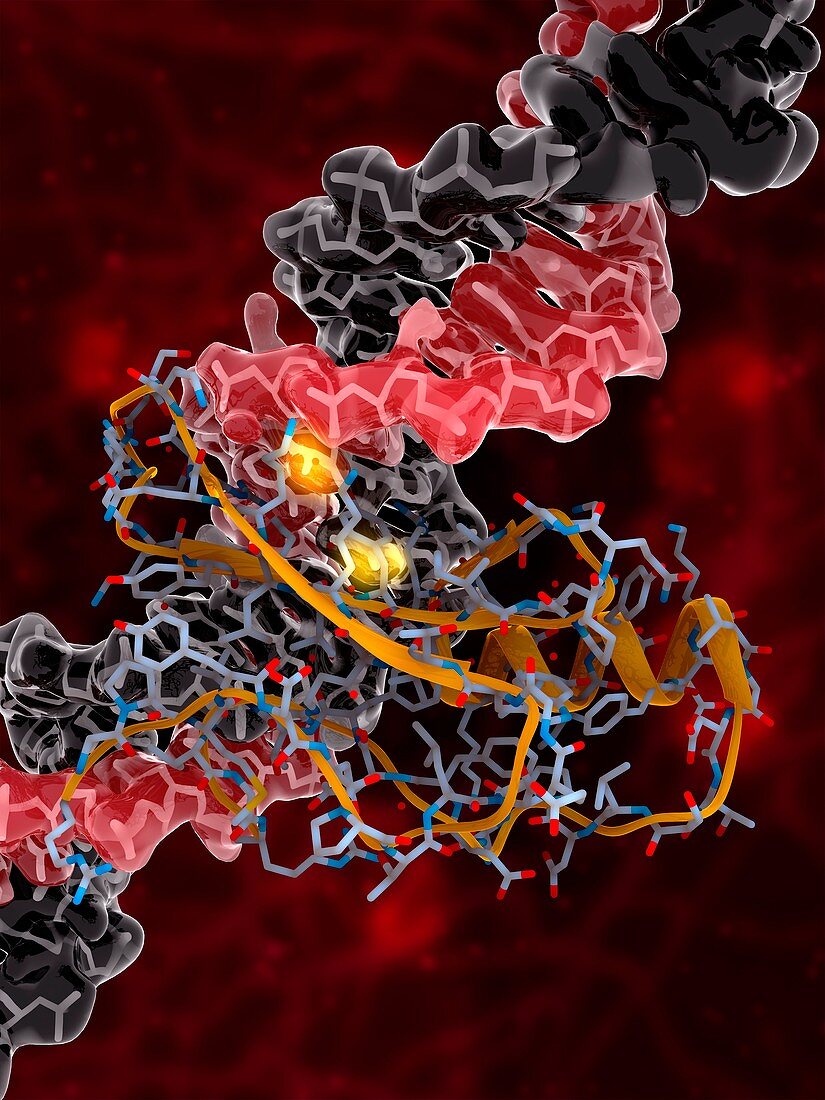 DNA and MECP2 complex,molecular model
