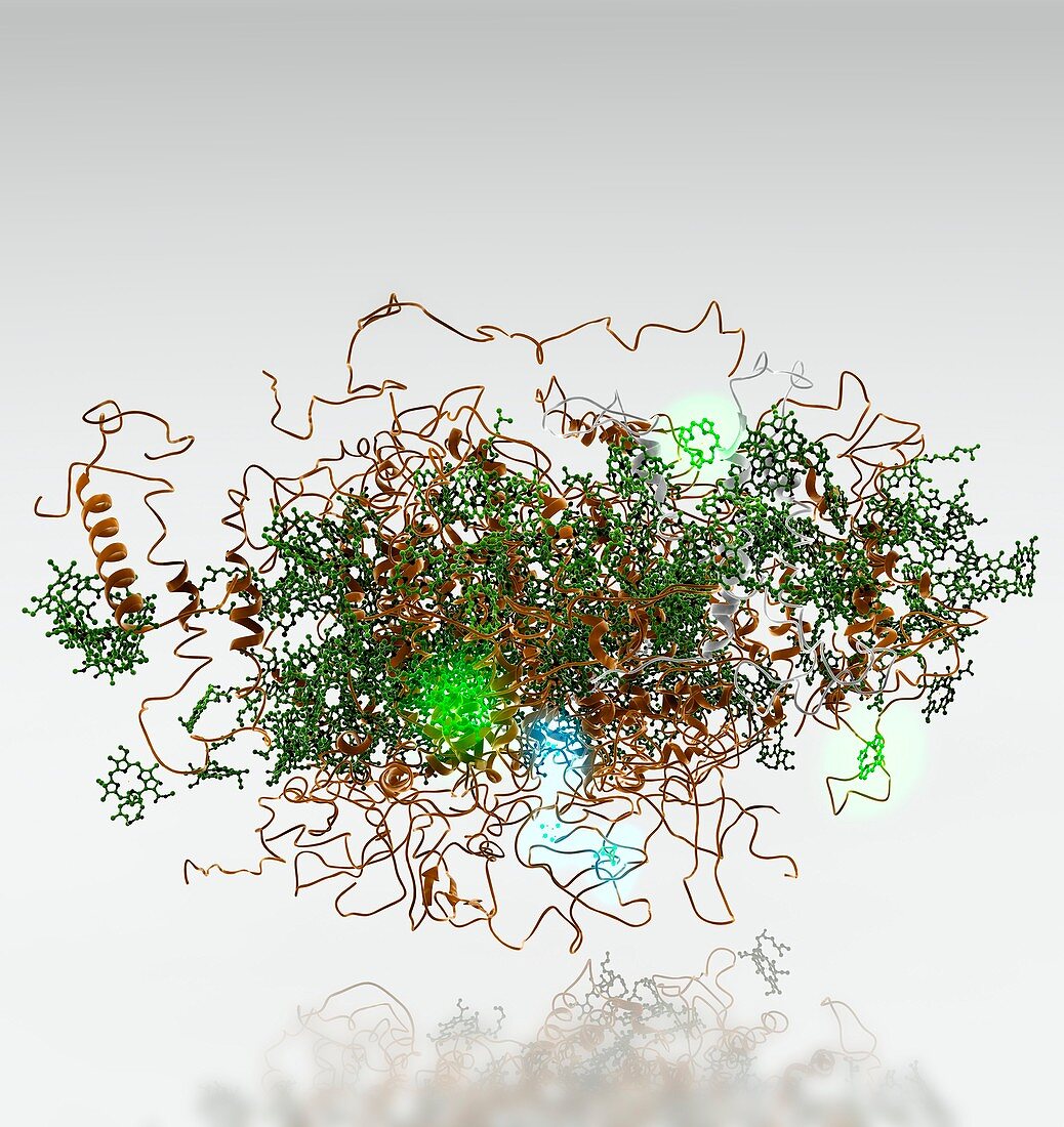 Photosystem I,molecular model