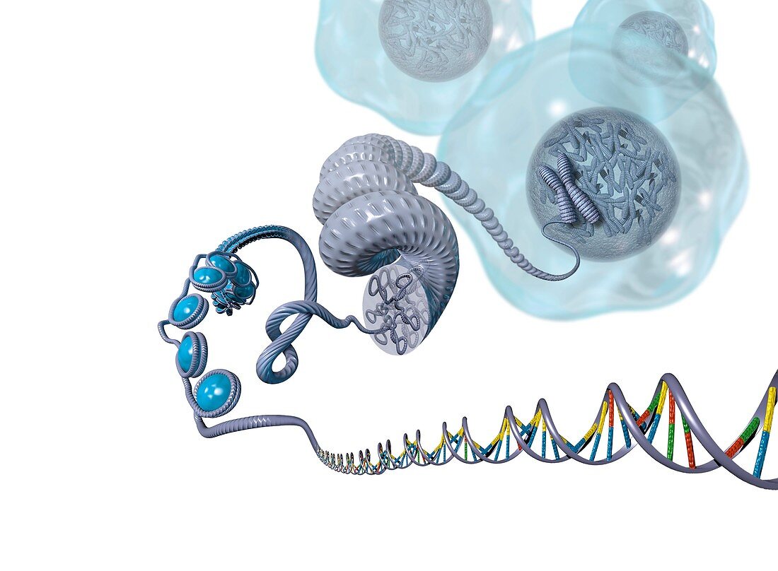 DNA packaging,artwork