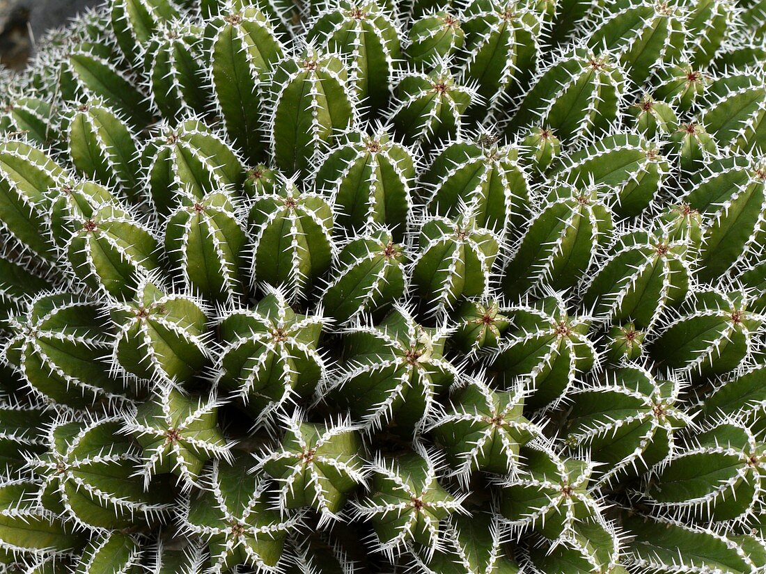 Euphorbia echinus cactus