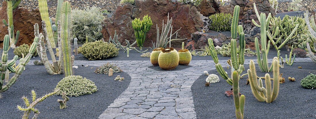 Cactus garden,Lanzarote