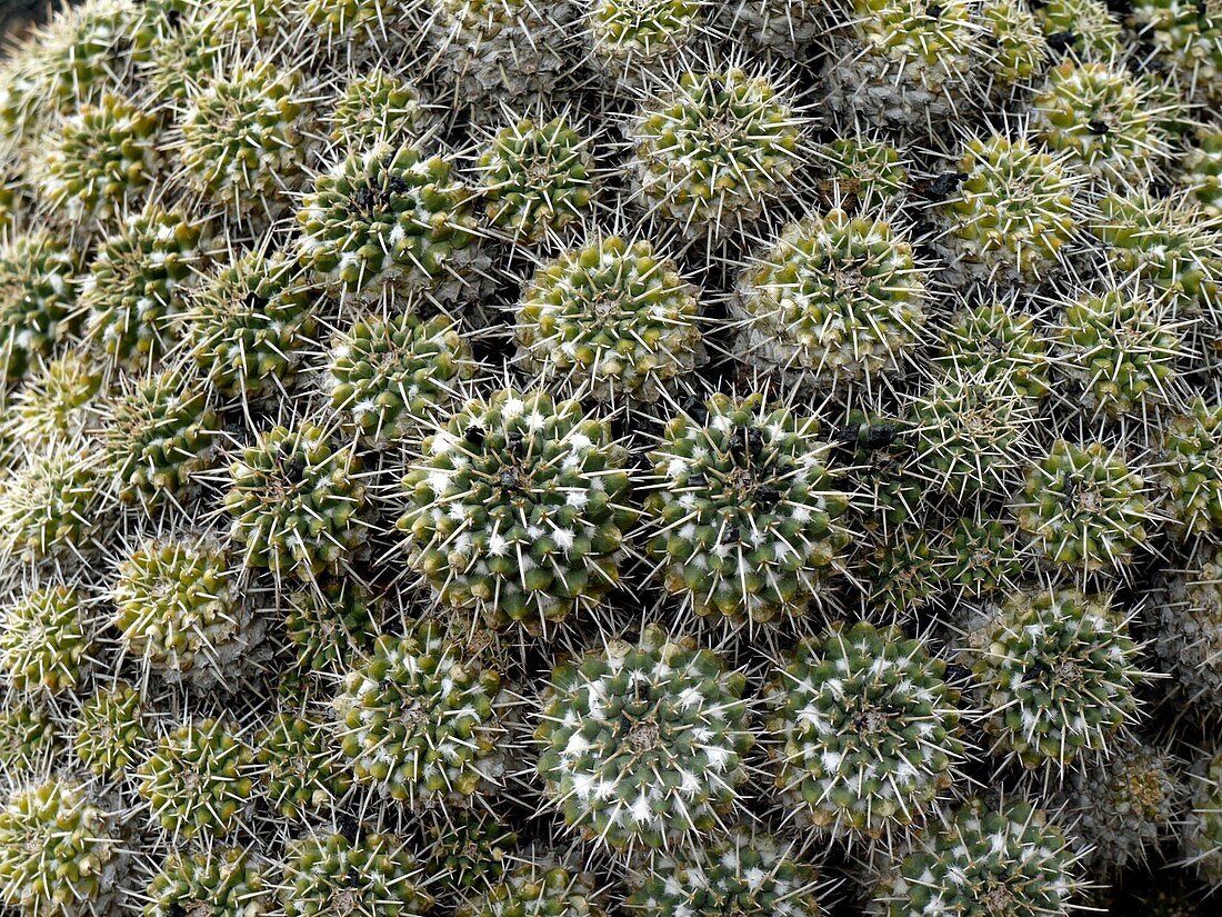Mammillaria Compressa cactus