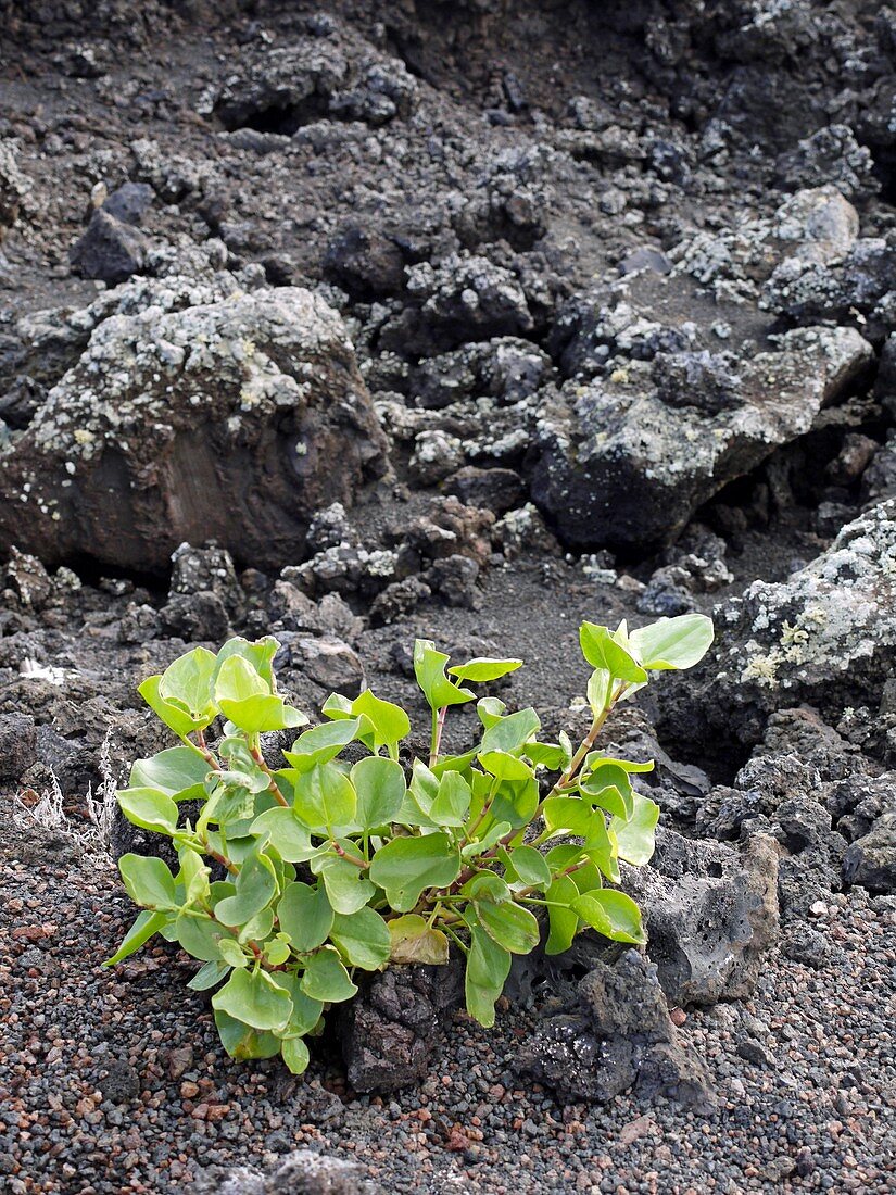 Plant in lava