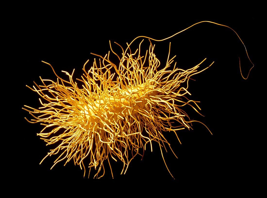 E. coli bacterium,artwork