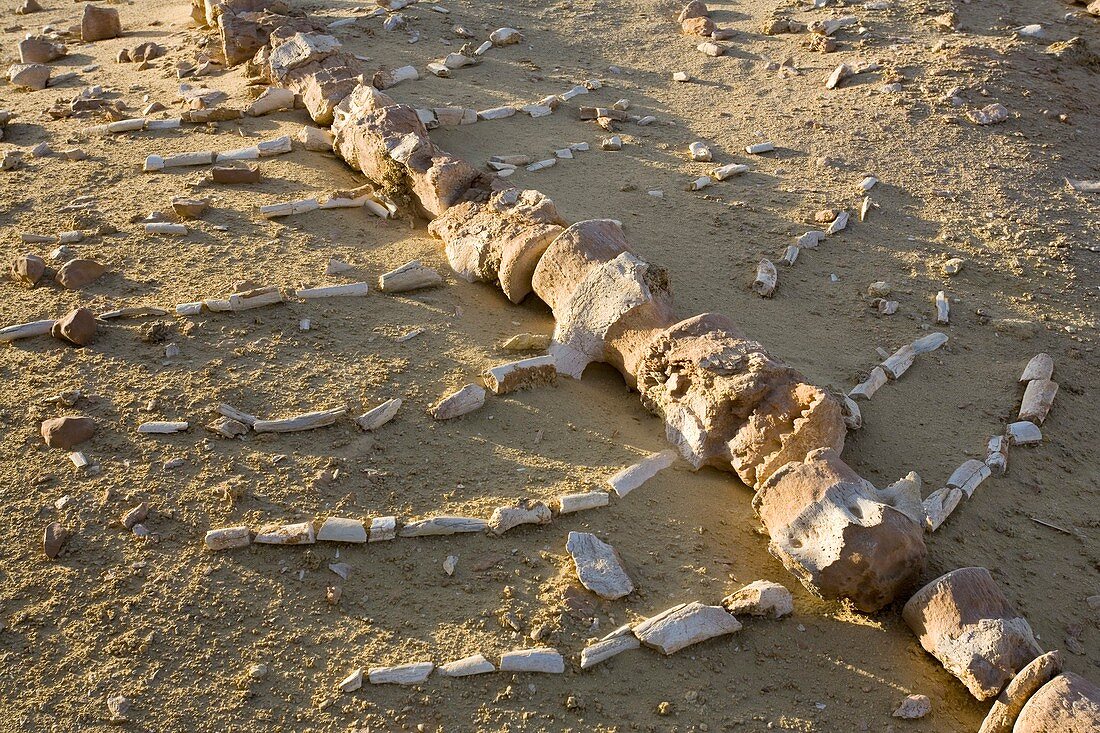 Whale fossil,Egypt