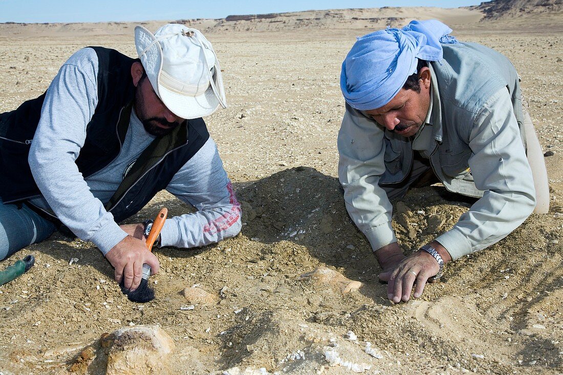 Basilosaurus fossil excavation,Egypt