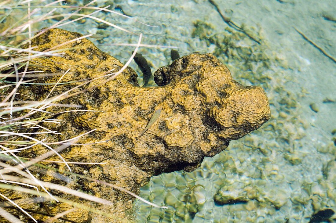 Geothermal stromatolites,Mexico