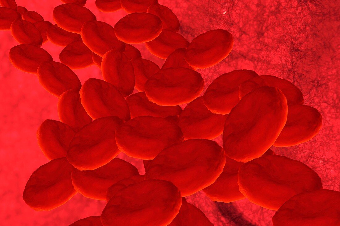 Red blood cells in a blood vessel