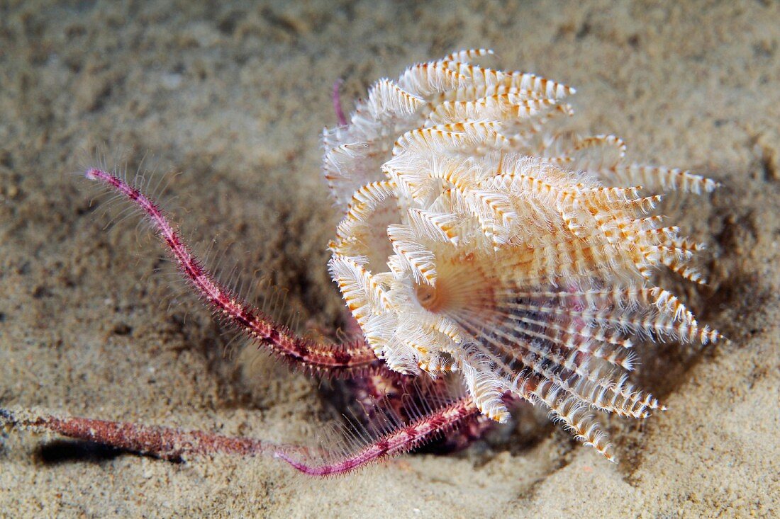 Polychaete marine worm