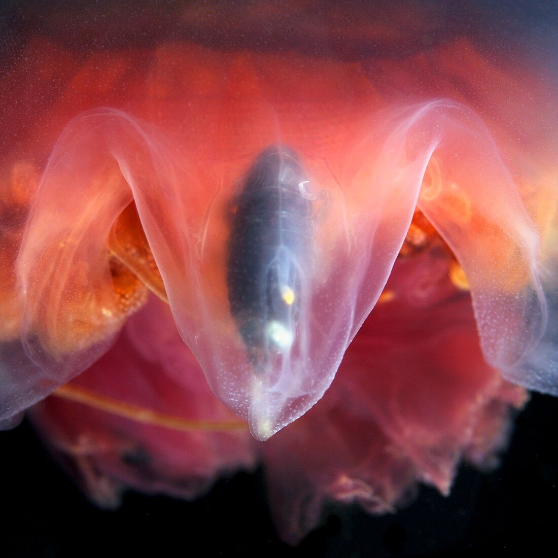 Amphipod inside a moon jellyfish