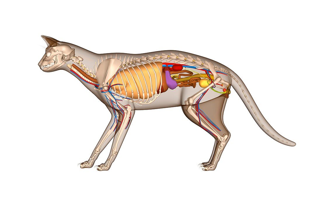 Cat anatomy,artwork