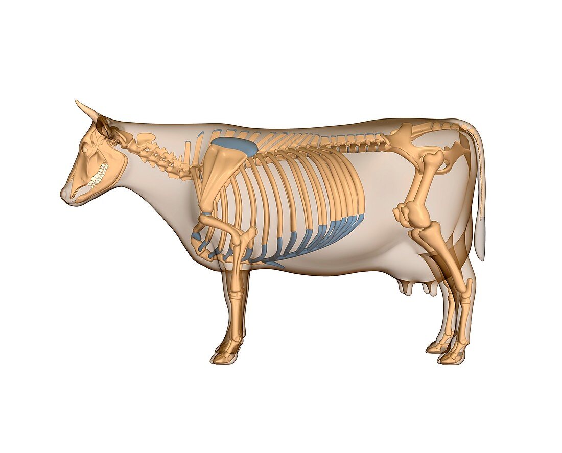 Cow anatomy,artwork