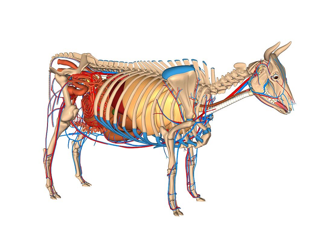 Cow anatomy,artwork