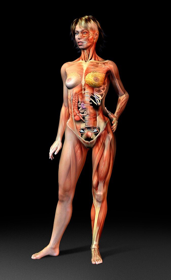 Female body,artwork