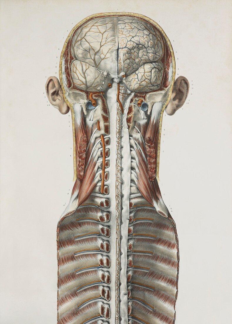 Brain and spinal cord,1844 artwork