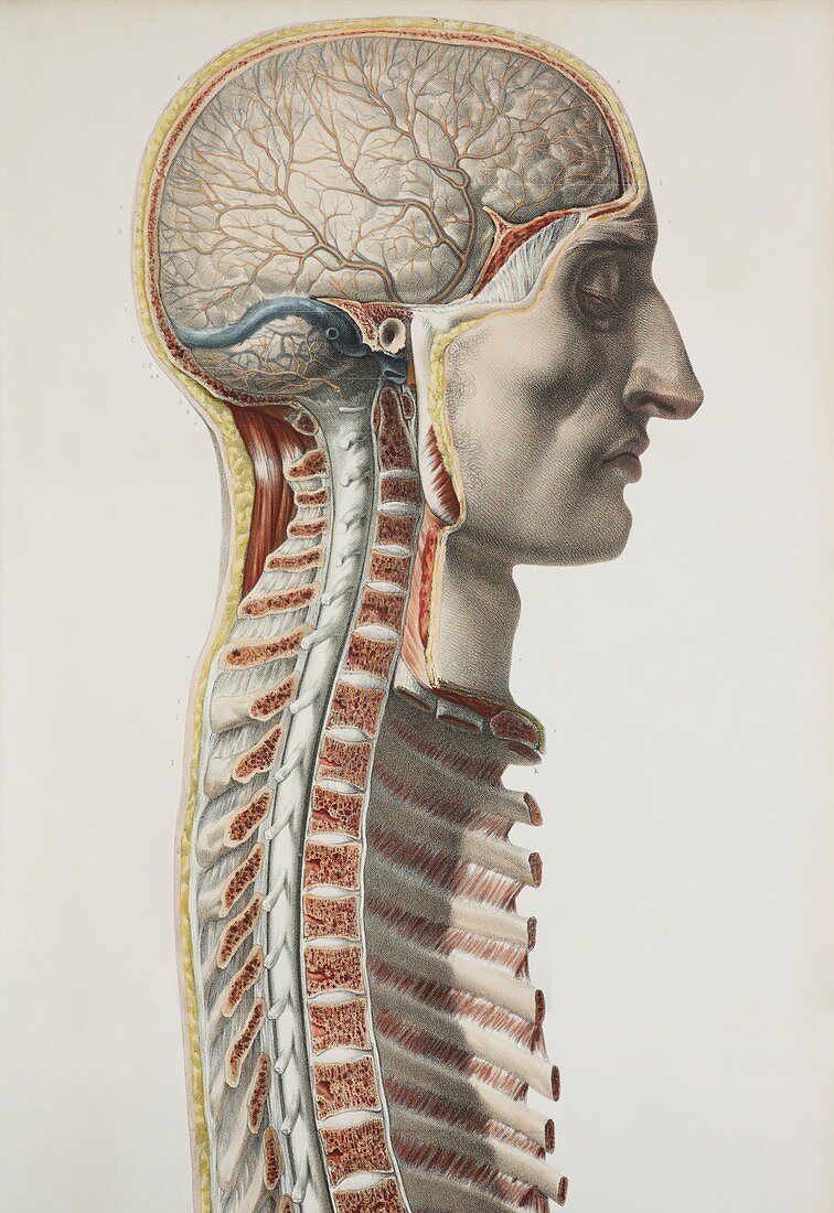 Brain and spinal cord,1844 artwork