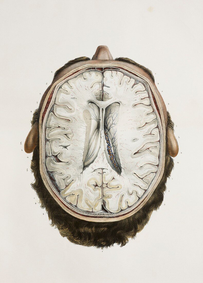 Brain ventricles,1844 artwork