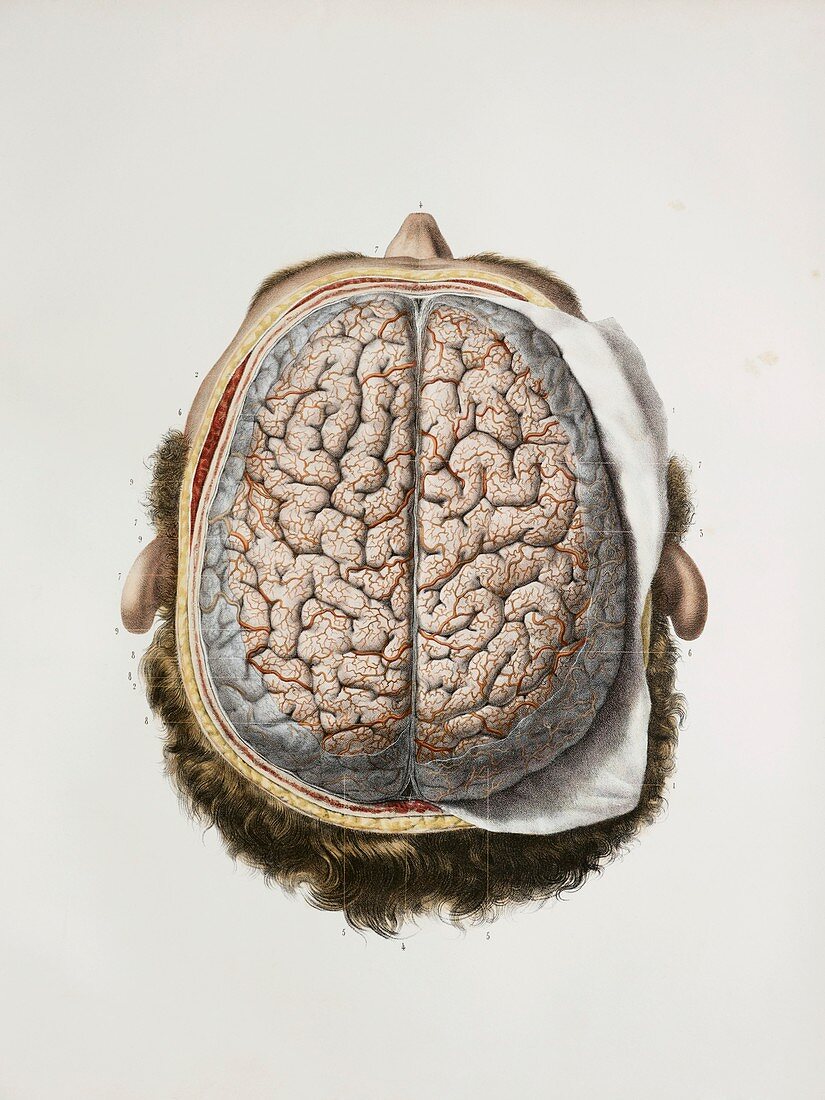 Brain meninges,1844 artwork