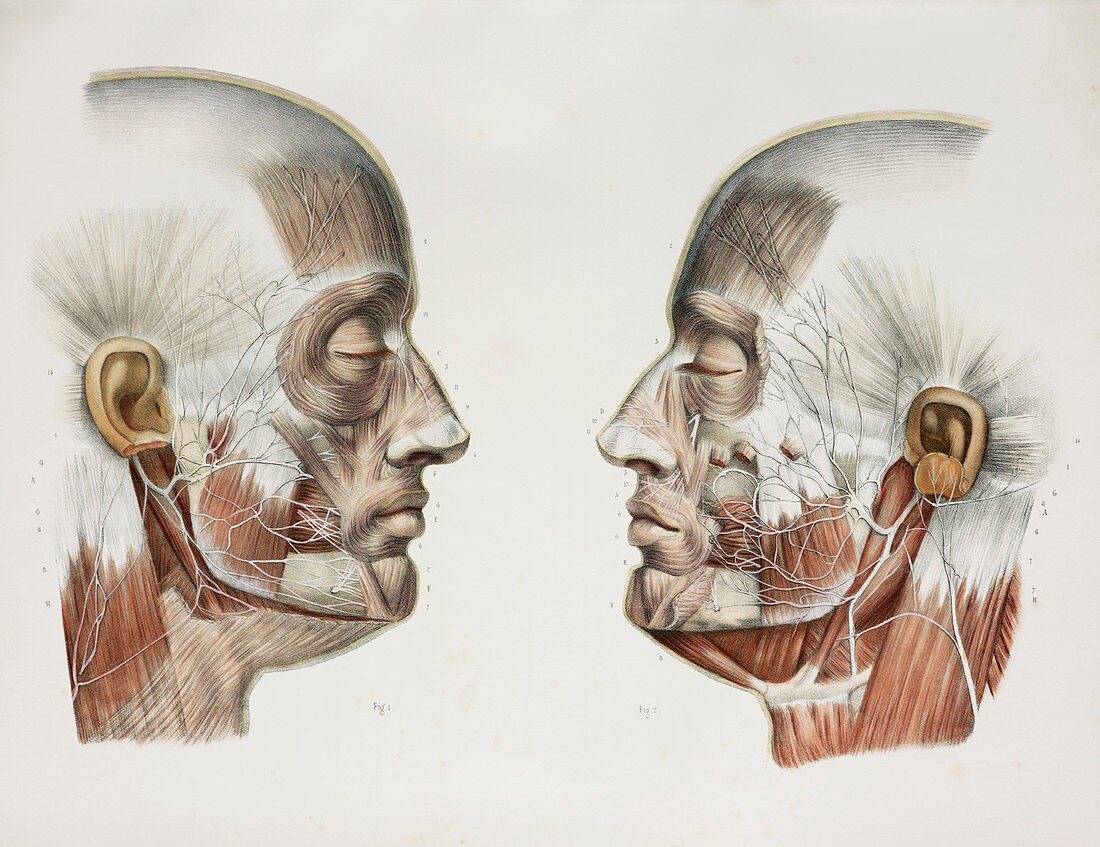 Variations of facial nerve,1844 artwork