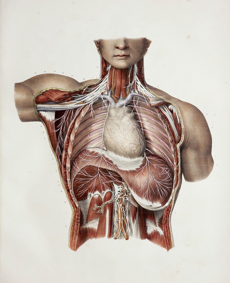 Thoracic nerves,1844 artwork