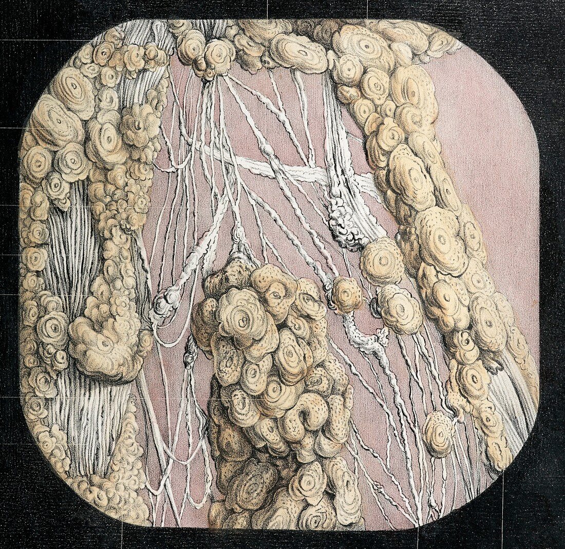 Solar plexus nerves,1844 artwork