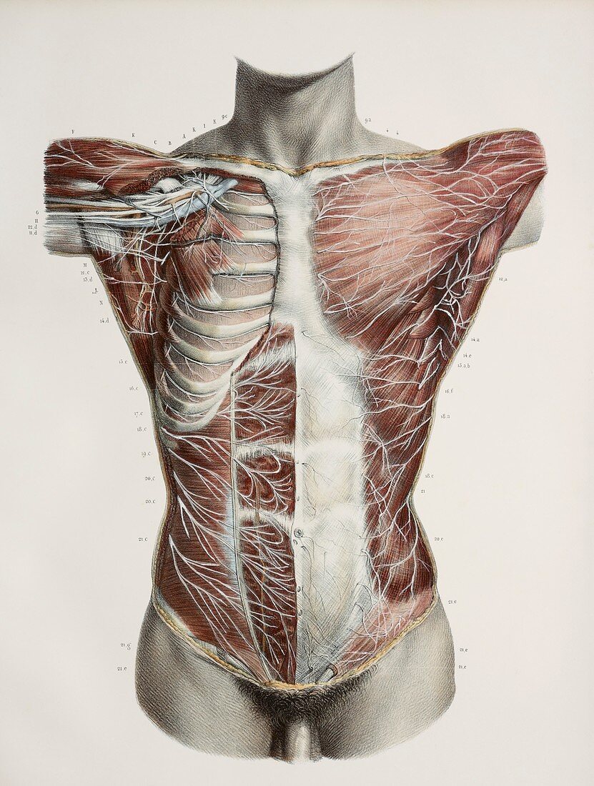 Superficial torso nerves,1844 artwork