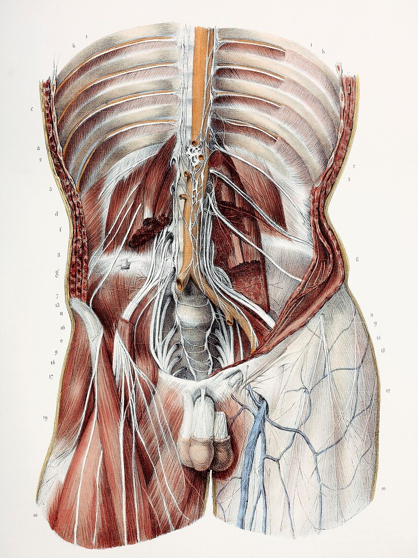 Abdominal nerves,1844 artwork