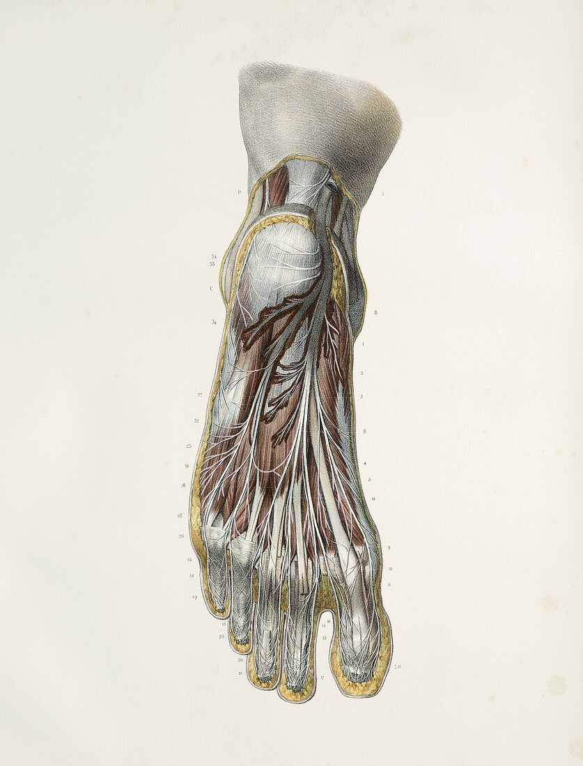 Nerves of the sole,1844 artwork